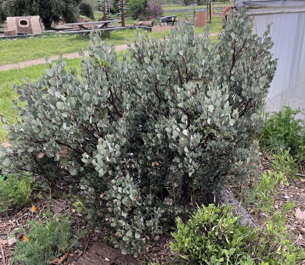 white leaf manzanita planted in the ground, drought tolerant plant