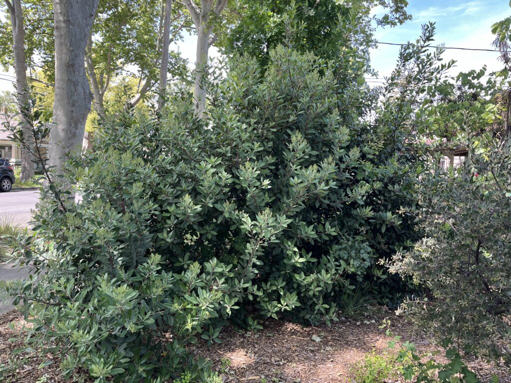 Toyon planted in the ground in a neighborhood, drought tolerant plant