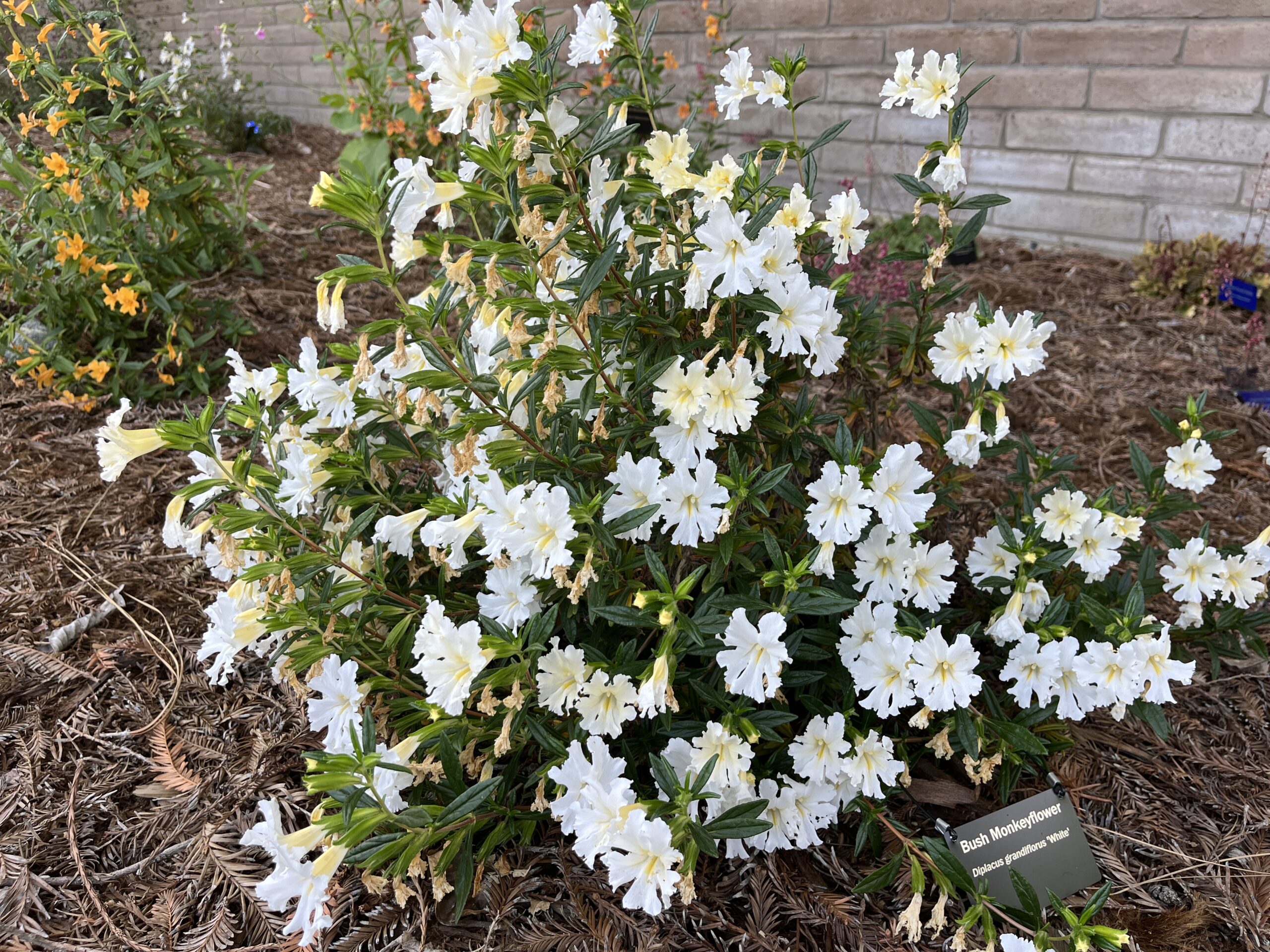 Bush Monkeyflower planted in the ground, drought tolerant plant