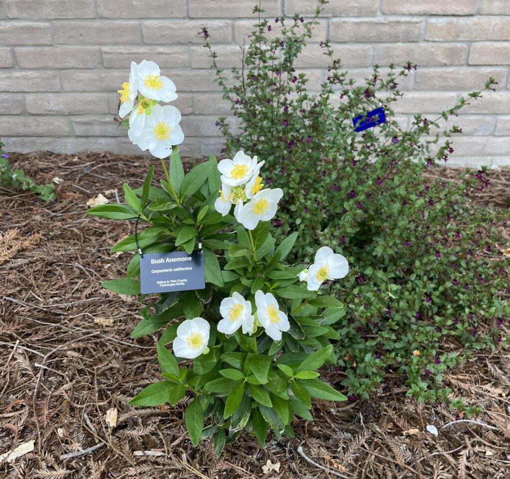 Small bush anemone with white flowers surrounded by bark, drought tolerant plant