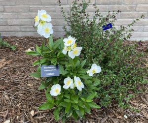 Small bush anemone with white flowers surrounded by bark, drought tolerant plant